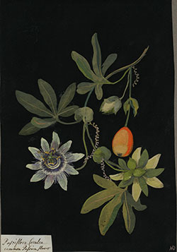Mosaico di carta che rappresenta la passiflora