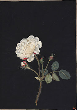 Mosaico di carta che rappresenta la rosa