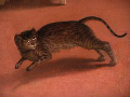 Annunciazione di Recanati - dipinto di Lotto - particolare del gatto