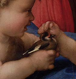 particolare del cardellino dipinto di Raffaello: La madonna del cardellino