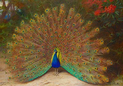 Particolare del pavone nel dipinto di Archibald Thorburn, Peacock and Peacock Butterfly